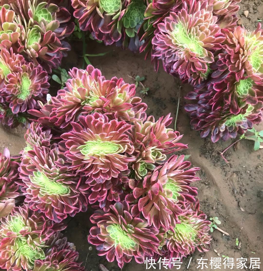 滞销|多肉市场严重滞销,毁在二手商贩手里,中间商确实可恨!