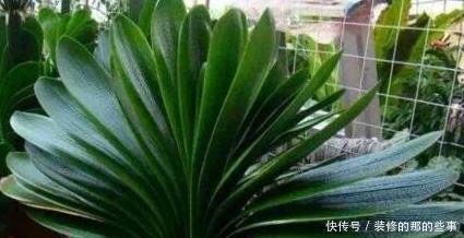 发财树|天凉后,君子兰浇上养根水,长出格格叶,一窜3箭花,超好用