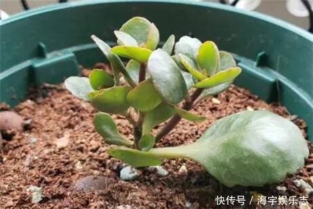 成活率|长寿花剪下来的枝条别浪费,教你插土里,一年不用买花了!
