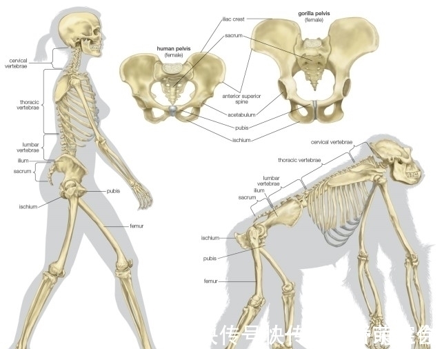 进化|为何动物的生产那么轻松,而人类分娩却疼得撕心裂肺?