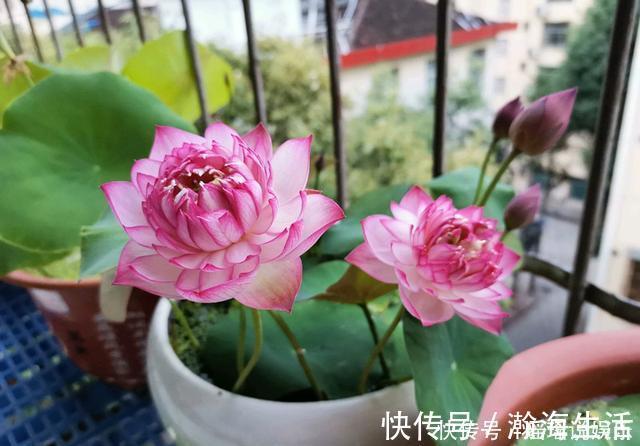 能养阳台上养的荷花，有个碗就行，种植容易，开花超美，值得拥有