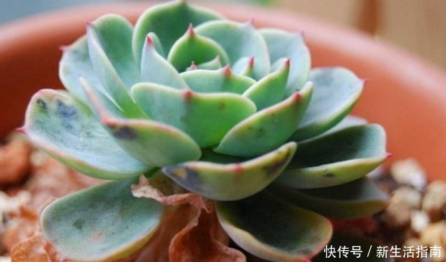 多肉植物枯叶一般是3个原因,第1个清理有惊喜,另外要注意3点!