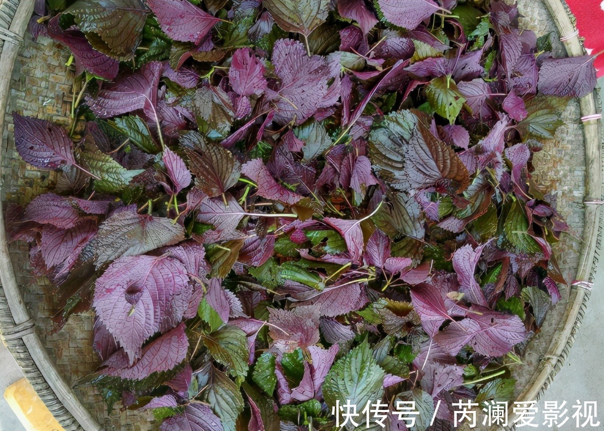 野菜|原名“紫舒”,是野菜也能入药,吃了会让人舒服,还是天然防腐剂