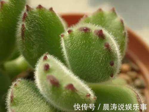 大和锦|多肉长残的照片,看一次笑一次,根治各种抑郁