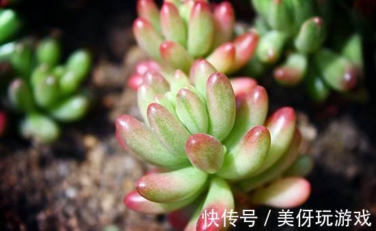 虹之玉多肉养护,微景观带给你细致的体验