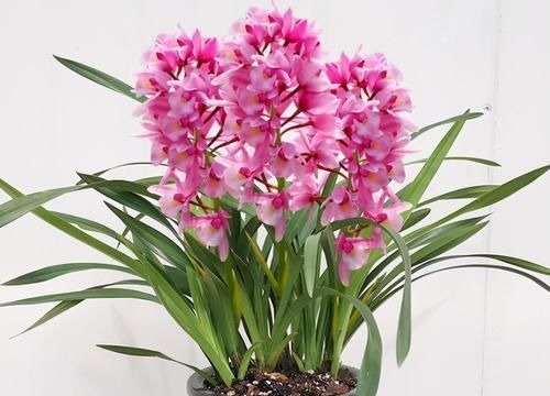 兰花中最香的品种—香妃,花大色艳,芳香四溢,花叶双馨,还好养