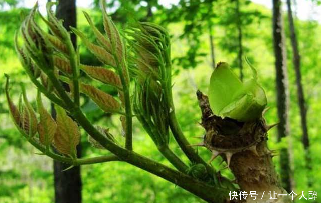 这3种味道极好的野菜,补肾益精,防癌抗癌,功效强