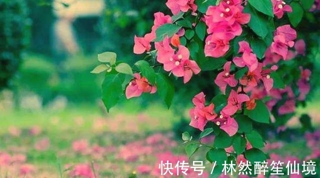 杜牧|唐朝最“肉麻”的一首诗,全诗仅20字,却道尽相思的苦楚