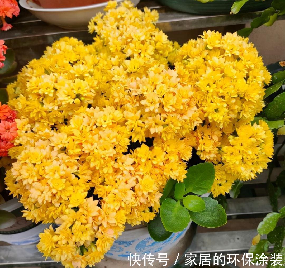 花肥不用买,在家自己做,“垃圾”桶里泡一泡,浇花大爆棚