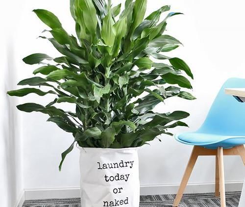 北阳台光线较差，怎么盆栽植物？5款“耐阴花”，没问题！