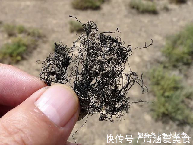 野菜|曾是我国古代贡品,却因采挖2两要糟蹋10亩地,如今成“禁菜”