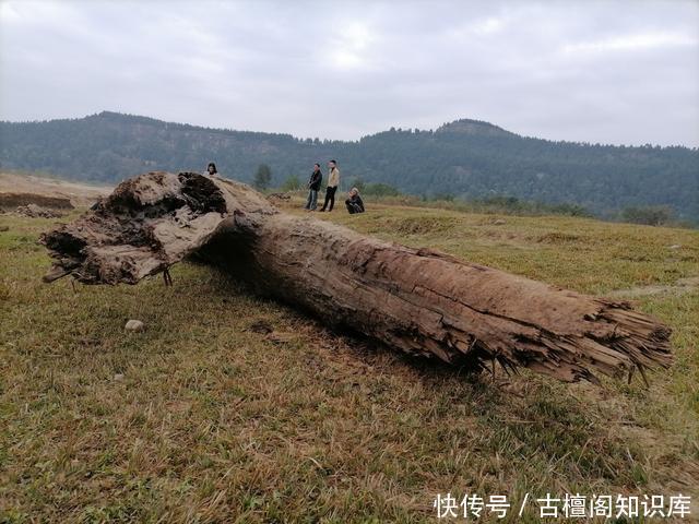  出土|一河道挖出13米长的千年乌木 曾出土被剪枝又埋入河底