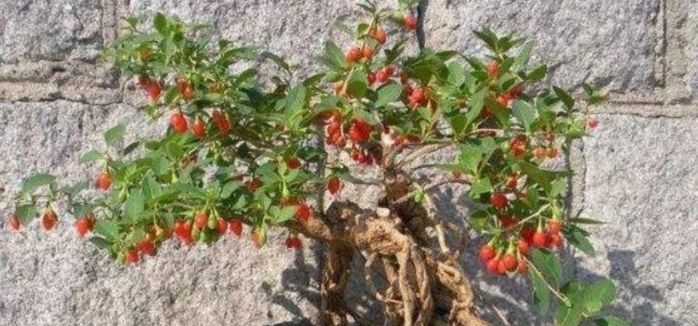 野外5种常见的树,制作成盆景,美观大方,观赏价值高