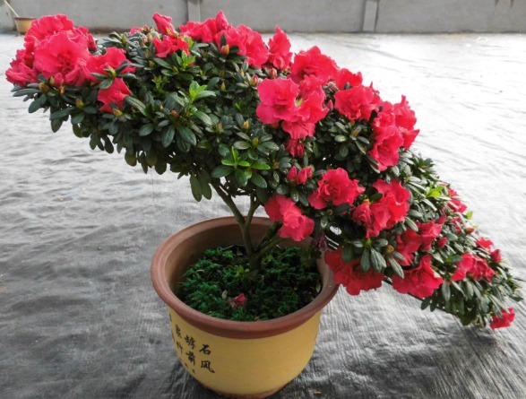 新手养杜鹃花，得掌握好“诀窍”，之后才能年年开花，叶片油旺