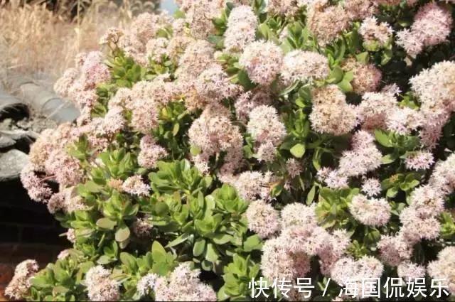 玉树|1片玉树叶子也能长成大老桩，方法一点就通，很容易就爆盆！