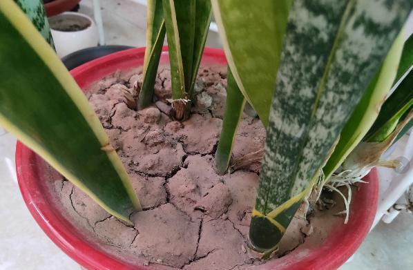 除了手动翻土,还能通过“加点料”改善土质,解决土壤板结困扰