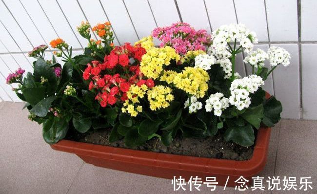 花色|丹麦盆栽花卉之冠圣诞伽蓝菜长寿花色丰富，理想的室内花卉