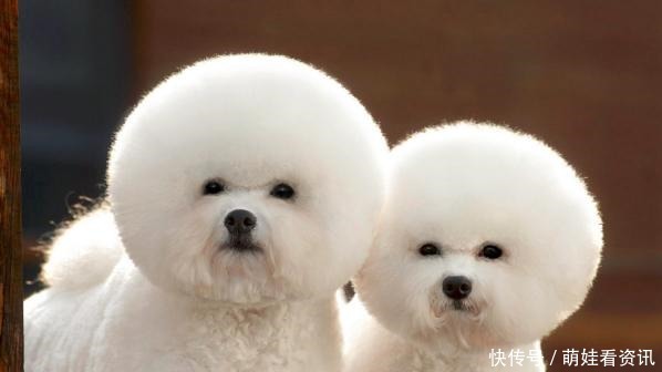 小型犬智商排行榜有的狗狗相当于一个七八岁孩子 快资讯 小型犬智商排行榜有的狗狗相当于一个七八岁孩子 快资讯