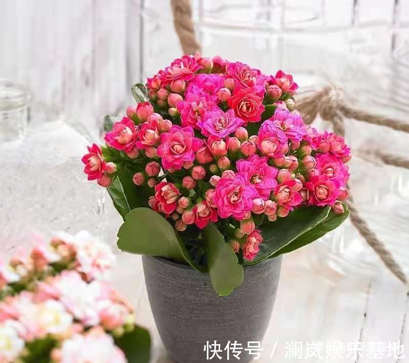 长寿花|养坏了几十盆花,才总结出来的避坑心得,养花新手看这篇就够了