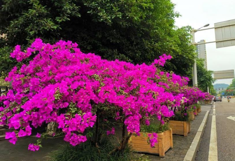 金枝玉叶|5种花真耐旱，30天不浇水照样生机勃勃，好养又省心，适合懒人