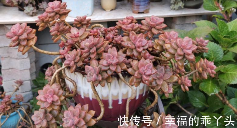 养姬胧月,按刘奶奶的方法照顾,普货也能拥有贵货的格调