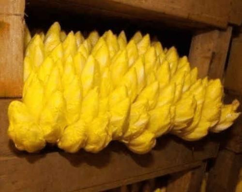 把“山药”埋进土里,能长出“白菜心”,卖80元1斤,你见过吗