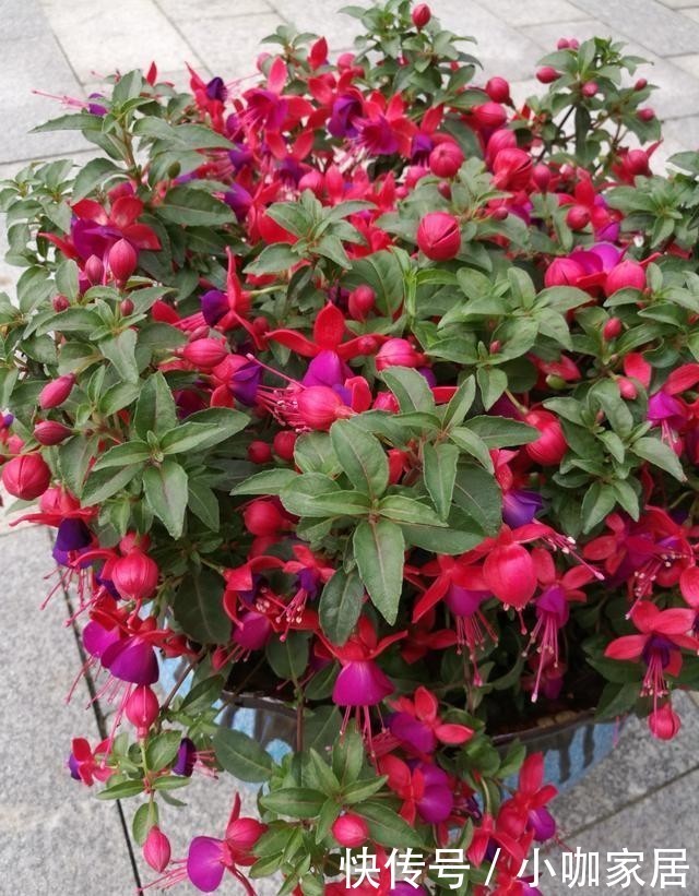 种花|花市里最容易被吐槽的3种花,听后我都不敢买了