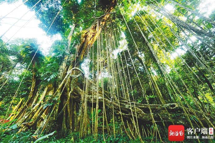 树江湖趣闻|海南周刊 | 血封喉