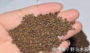 韭菜籽|天然“养肾王”找到,坚持泡水喝,有助于补充阳气,肾脏更健康