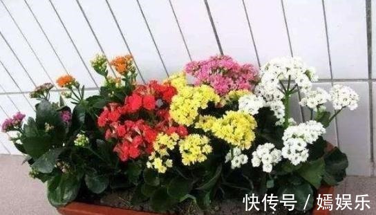 修剪|盆栽养殖长寿花,花谢就修剪、施肥,等一个月又能催花了