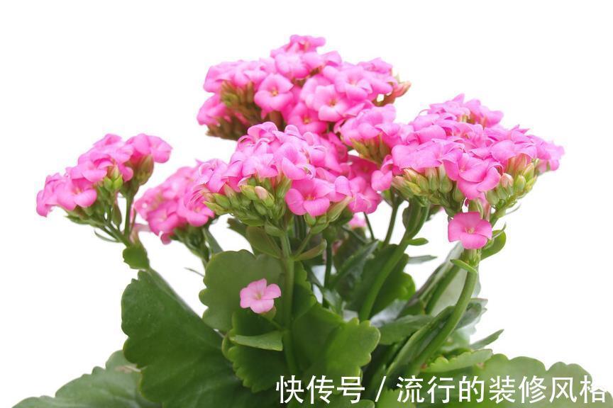 扦插|家有长寿花，心情愉悦，长寿花这么养四季开花