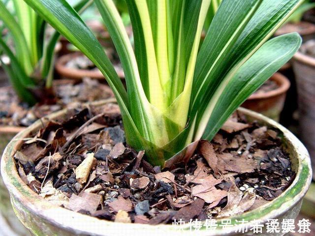 腰肥|君子兰肥到流油，长寿花开不断，原来他用了1个小方法！