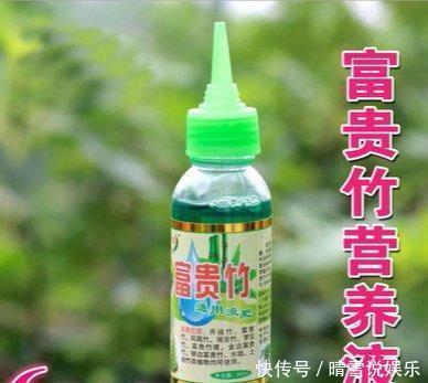 富贵竹不生根一种“液体”泡10天,冒出一圈小白根,越长越精神