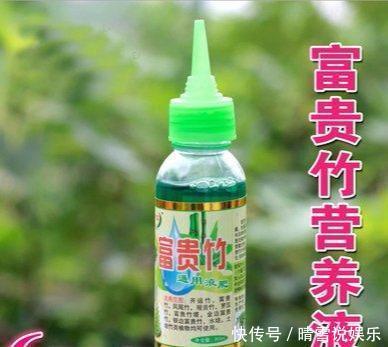 富贵竹不生根一种“液体”泡10天，冒出一圈小白根，越长越精神