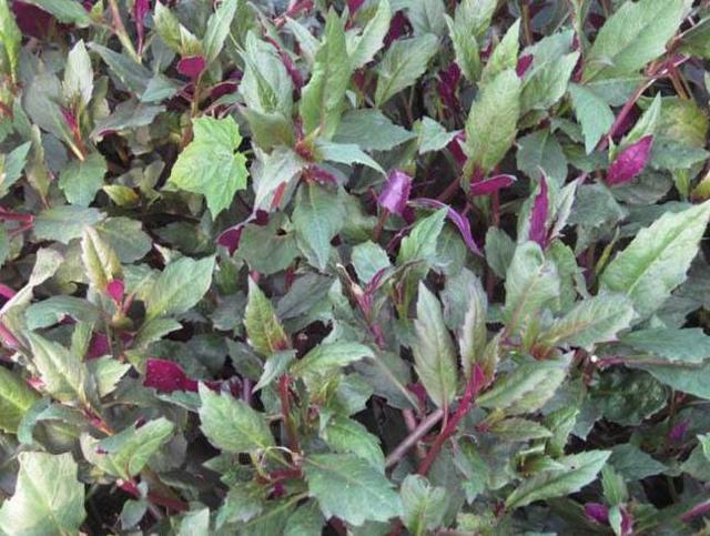 皮肤|冬天,多吃此菜,眼睛更亮了,皮肤有弹性,给身体“洗个澡”吧