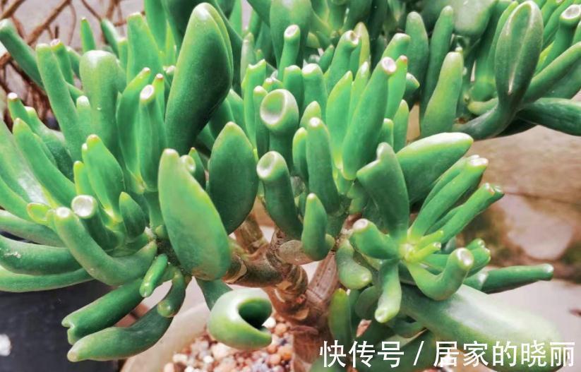 “吸财”多肉筒叶花月,该如何养好?牢记4点,轻松上色出状态