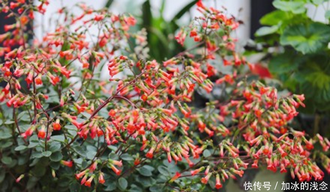 长寿花吊起来养,开出千朵小灯笼,叮叮当当过大年