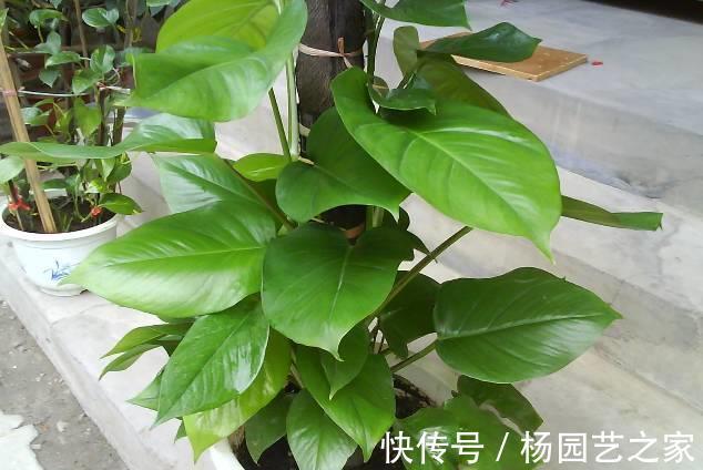 天花板|大叶绿萝应该怎么养,才能疯长到天花板,叶子比手掌还大