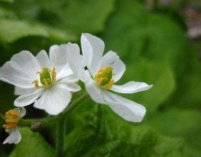 一种“隐身花”养家中,一沾水就大变样,观花又赏叶,还活血化瘀