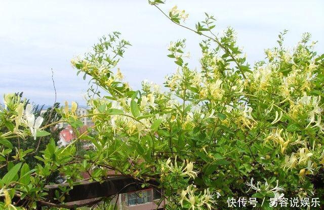 月季|这“4种花”，耐高温，开花多，种在屋顶、露台，开成漂亮小花园