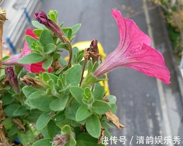 室内养花，盆栽首选懒人花，这4款适应性强、花期长、花量还大