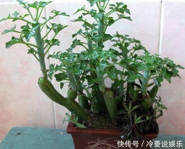 邻居|婆婆山上挖野草，拿回家养成盆栽，一年过后邻居出高价也舍不得卖