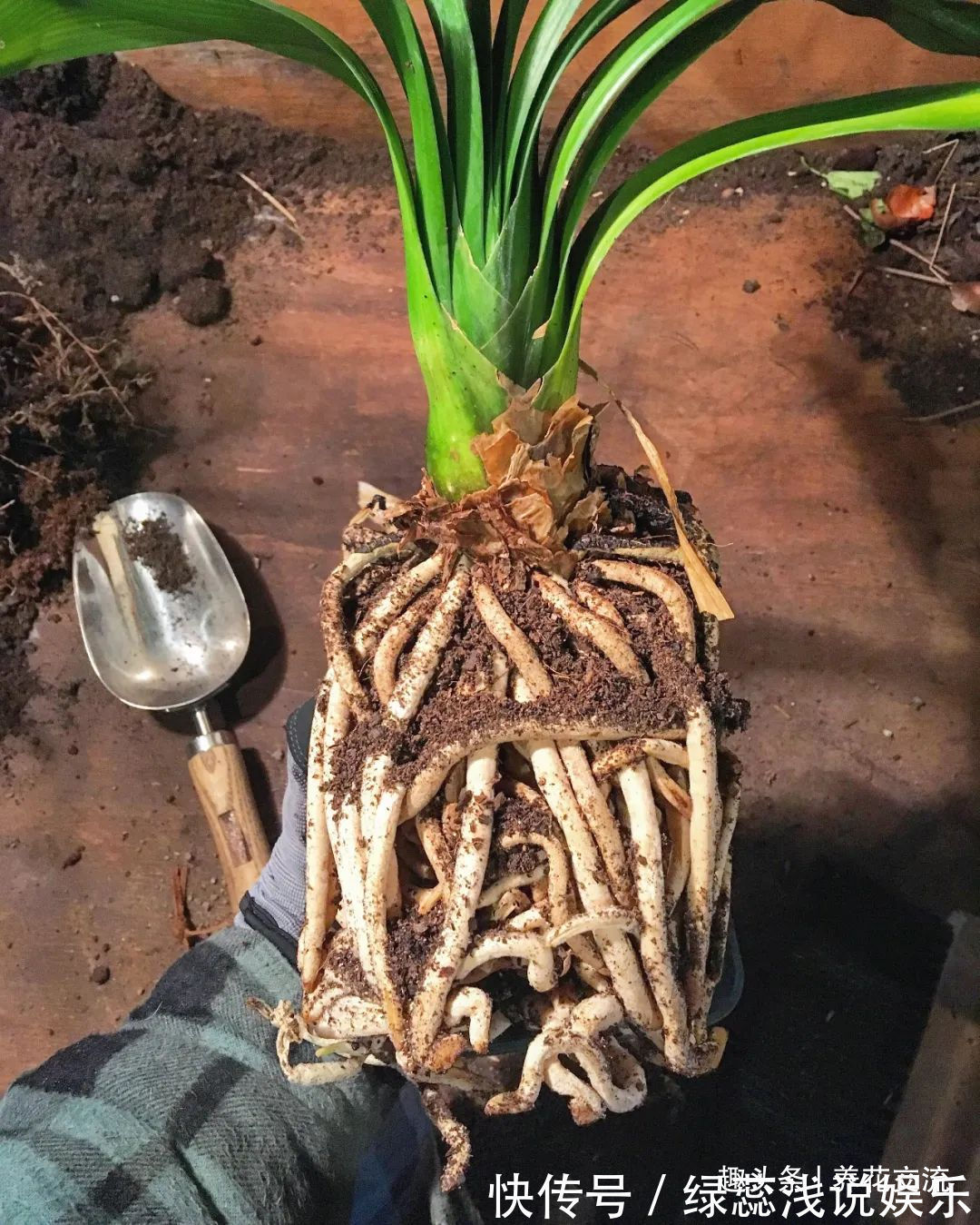 为啥很多朋友在家里养不好君子兰，有可能一开始就买错了