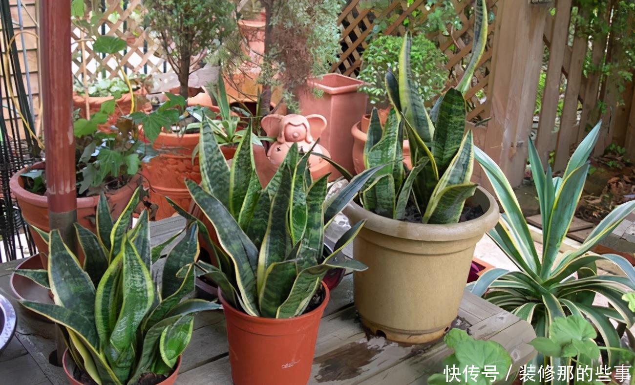 虎皮兰|虎皮兰长得慢?教你3个“基本功”,叶片厚,长得快,新芽多