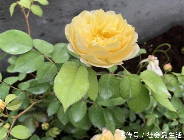 开花期|月季施肥有“讲究”,学会这“3要”,长势旺,花苞超多,花期长!