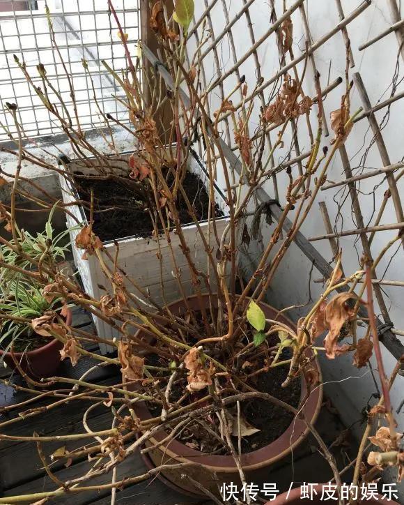 牡丹花|元旦前,“七种花”赶紧搬到阳台上冻一冻,生长茂盛,花苞呼呼冒