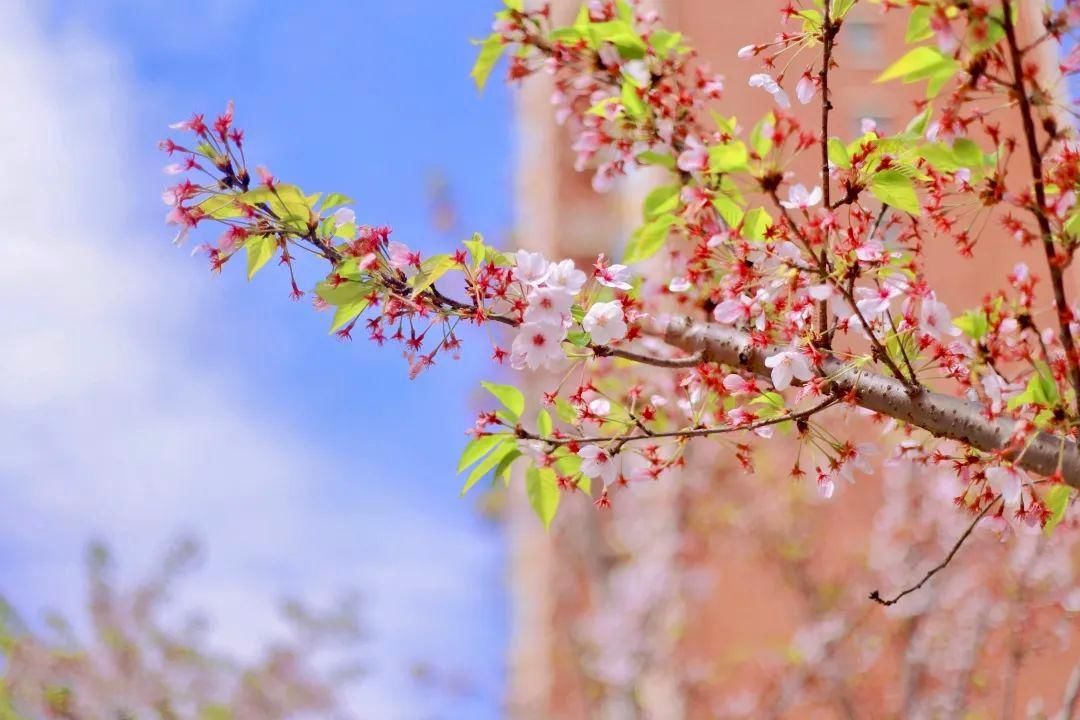 【“摄”会人】人间芳菲四月天 这是属于樱花的季节