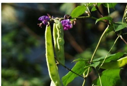 排毒|中医养生：夏季用这4个常见中草药泡水喝，健脾祛湿，清热排毒