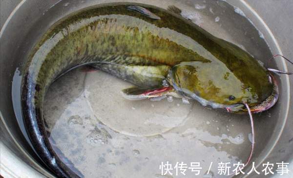 深圳一河中“鱼儿成灾”,岸边却一个钓鱼人也没有,原因令人无奈