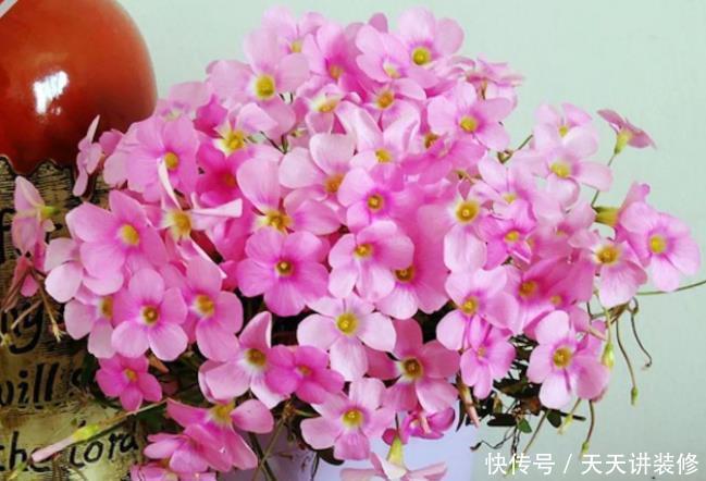 这5种花爱“生崽”,今年种一棵,来年变“一堆”,好养又省钱!